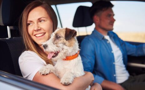 viajar con perros